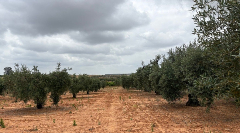 Huelva - Almonte - 3956m2