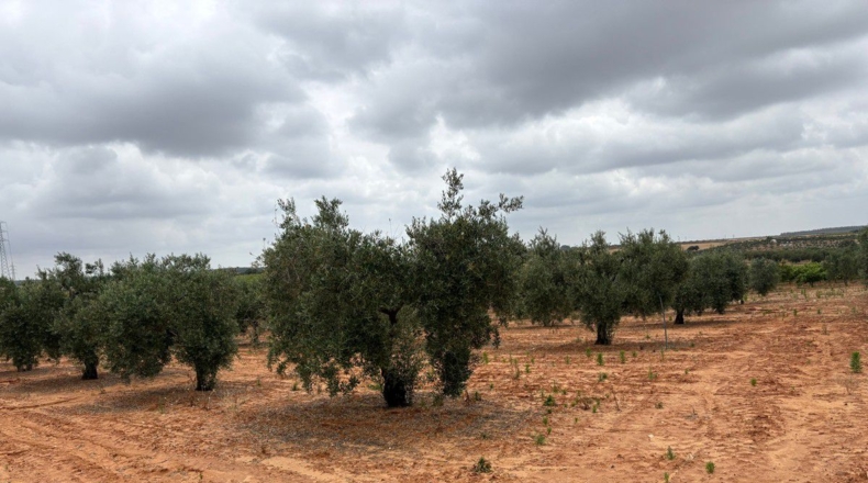 Huelva - Almonte - 3956m2