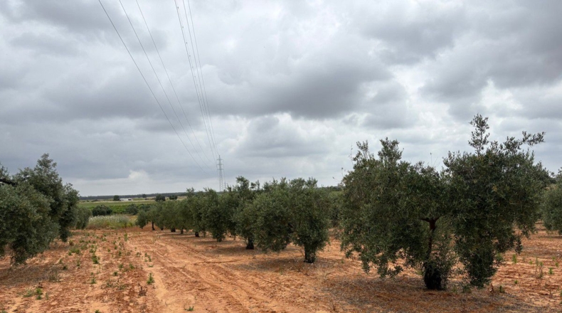 Huelva - Almonte - 3956m2