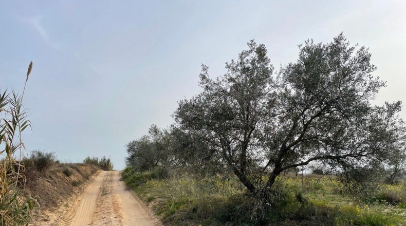 Huelva - La Palma del Condado - 13368m2