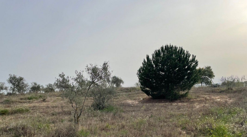 Huelva - La Palma del Condado - 13368m2