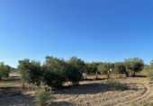 Rural estate for sale in Bollullos Par del Condado ref: TR13458 photo