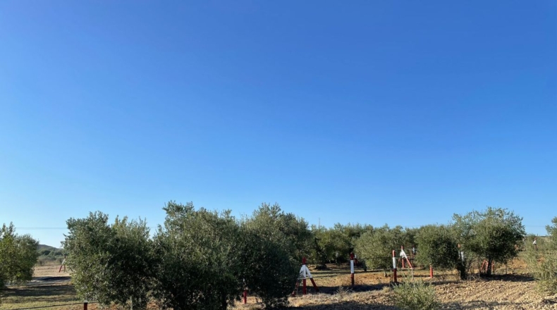 Huelva - Bollullos Par del Condado - 30000m2