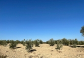 Rural estate for sale in Bollullos Par del Condado ref: TR13458 photo