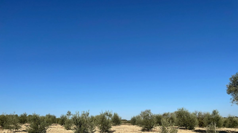 Huelva - Bollullos Par del Condado - 30000m2
