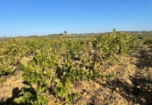 Rural estate for sale in Bollullos Par del Condado ref: TR13458 photo