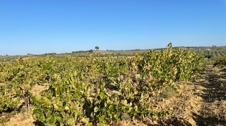 Huelva - Bollullos Par del Condado - 30000m2