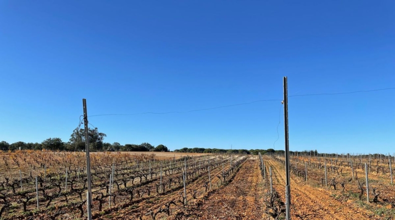 Huelva - Almonte - 80000m2