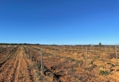 Rural estate for sale in Bollullos Par del Condado ref: TR90545 photo