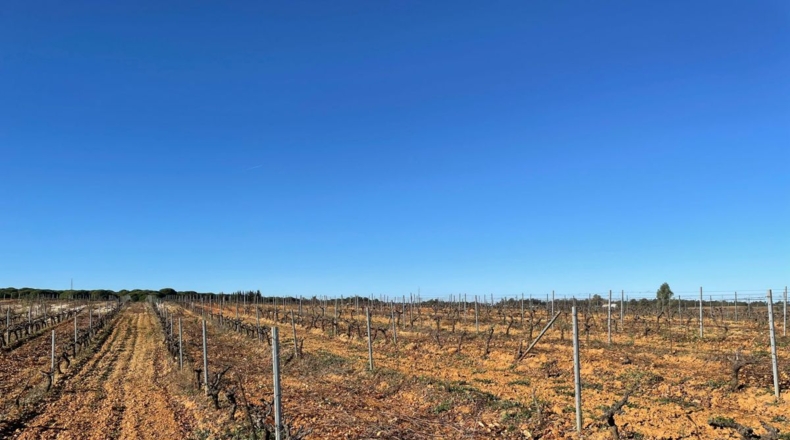 Huelva - Almonte - 80000m2
