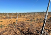 Rural estate for sale in Bollullos Par del Condado ref: TR90545 photo