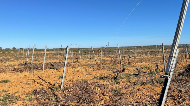 Huelva - Almonte - 80000m2