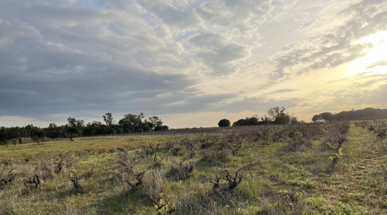 Huelva - Bollullos Par del Condado - 5500m2