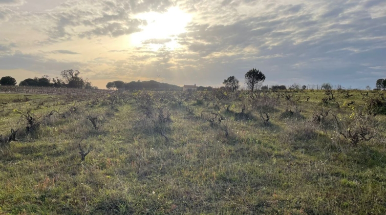 Huelva - Bollullos Par del Condado - 5500m2
