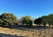 Rural estate for sale in Bollullos Par del Condado ref: TR49738 photo