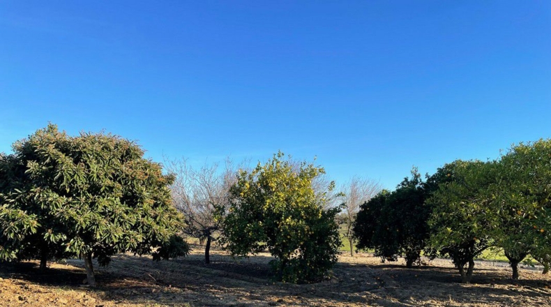 Huelva - Bollullos Par del Condado - 24000m2