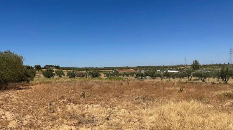 Huelva - Almonte - 40000m2