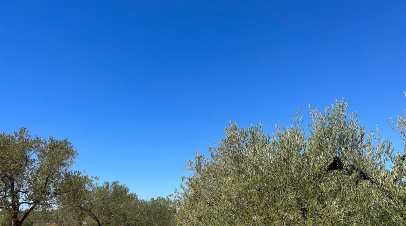 Huelva - Almonte - 40000m2