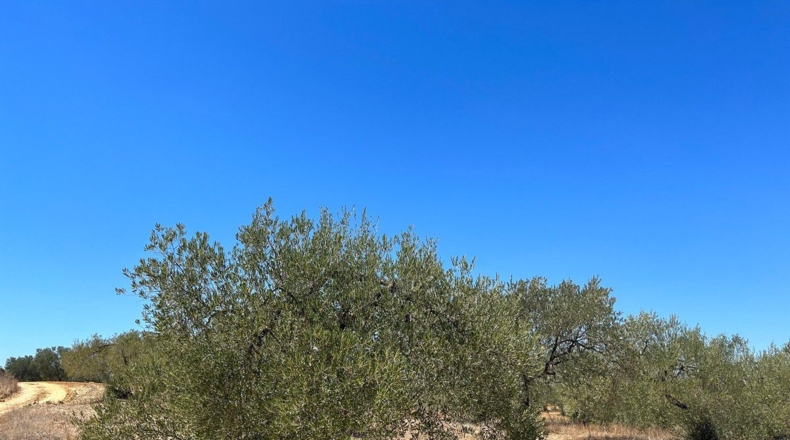 Huelva - Almonte - 40000m2