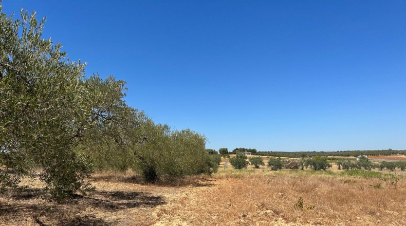 Huelva - Almonte - 40000m2