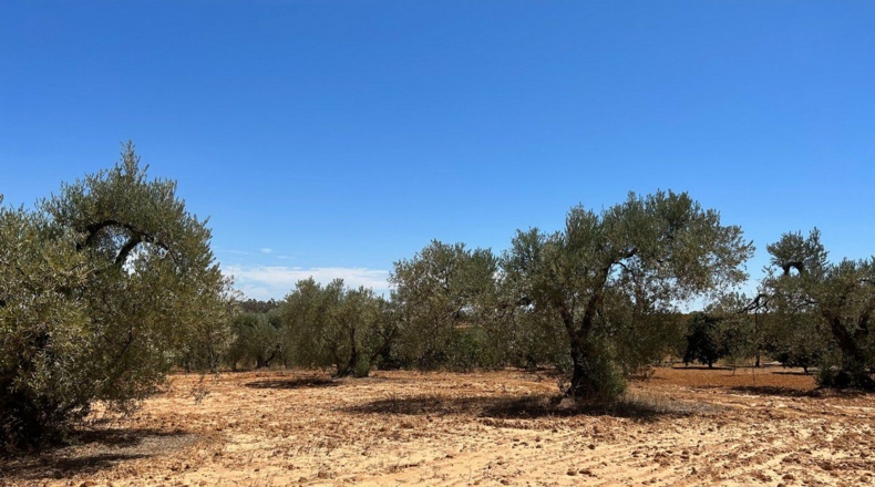 Huelva - Almonte - 40000m2