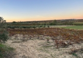 Non-developable land for sale in Bollullos Par del Condado ref: TR98067 photo