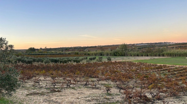 Huelva - Bollullos Par del Condado - 24000m2