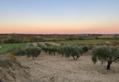 Non-developable land for sale in Bollullos Par del Condado ref: TR98067 photo
