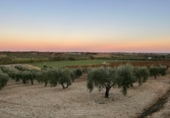 Non-developable land for sale in Bollullos Par del Condado ref: TR98067 photo