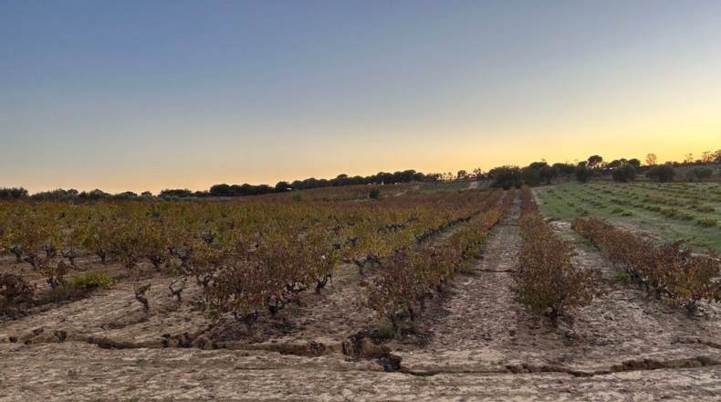 Huelva - Bollullos Par del Condado - 12000m2