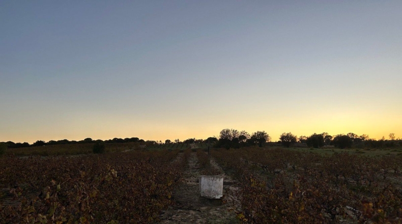 Huelva - Bollullos Par del Condado - 12000m2