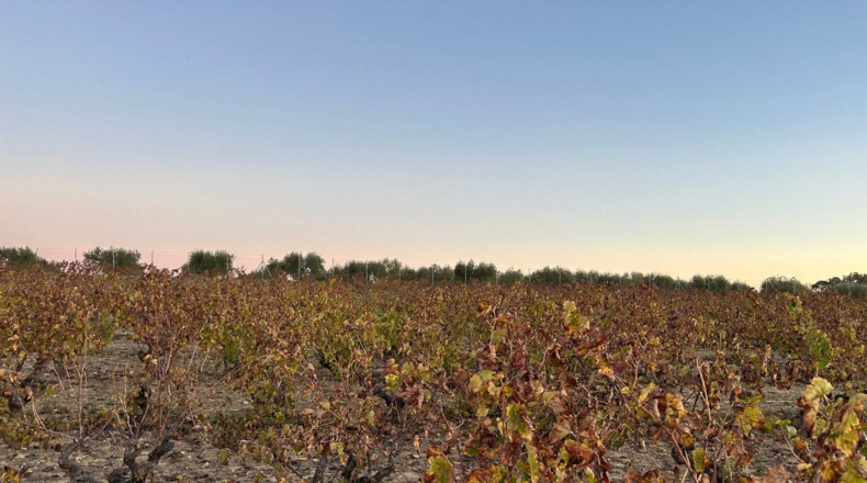 Huelva - Bollullos Par del Condado - 12000m2