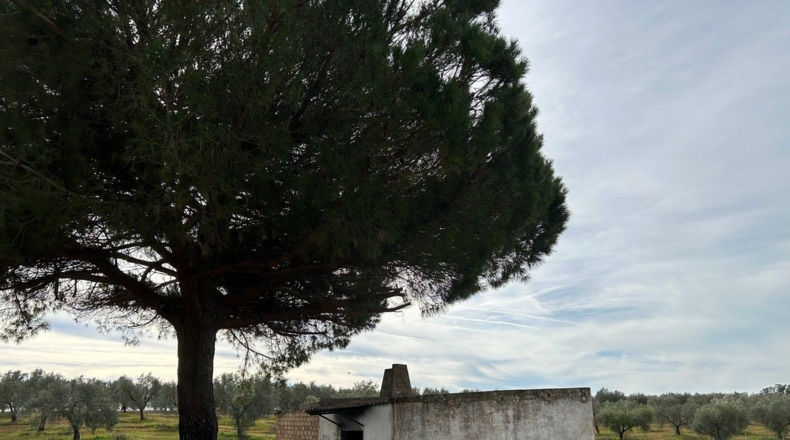 Huelva - Bollullos Par del Condado - 42000m2
