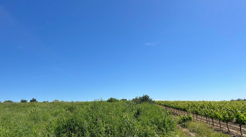 Huelva - Bollullos Par del Condado - 2238m2