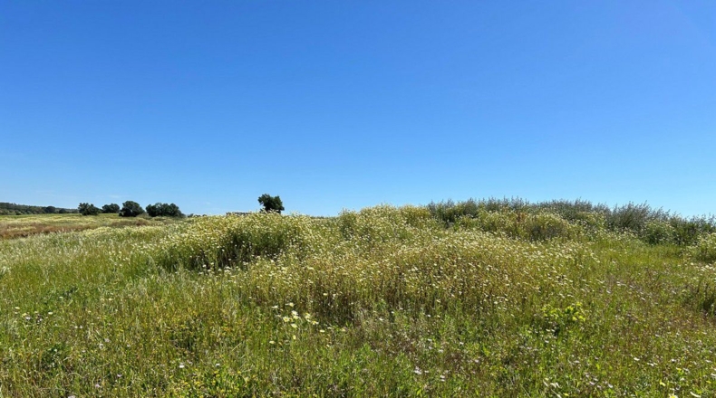 Huelva - Bollullos Par del Condado - 38000m2