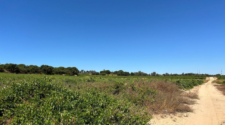 Huelva - Bollullos Par del Condado - 3700m2