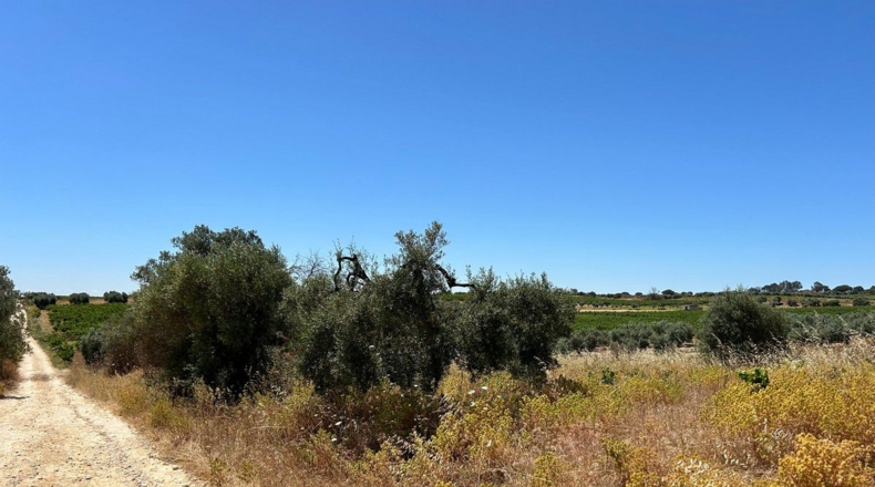 Huelva - Bollullos Par del Condado - 3700m2