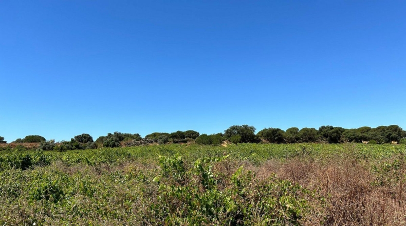 Huelva - Bollullos Par del Condado - 3700m2