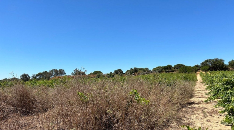 Huelva - Bollullos Par del Condado - 3700m2