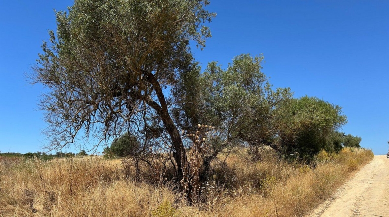 Huelva - Bollullos Par del Condado - 5800m2