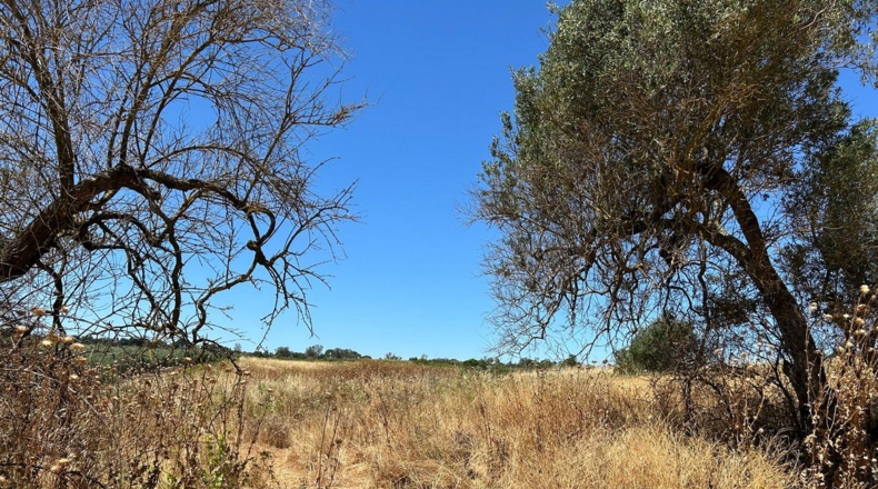Huelva - Bollullos Par del Condado - 5800m2