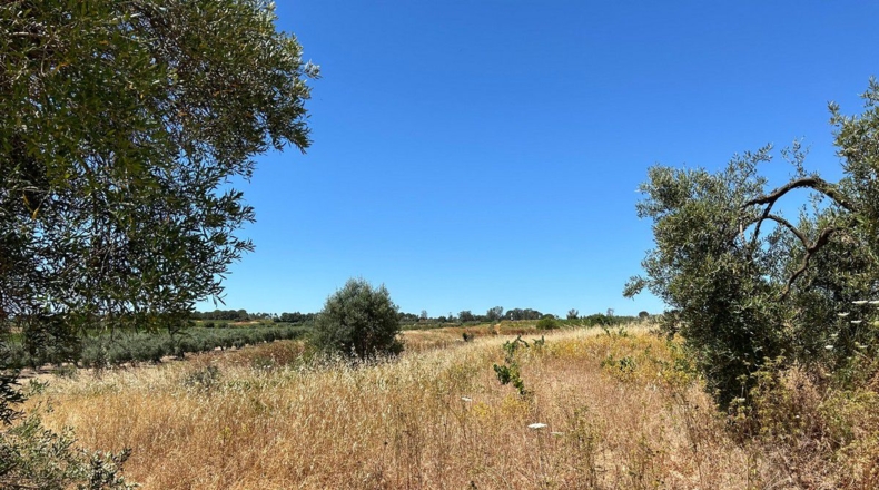 Huelva - Bollullos Par del Condado - 5800m2