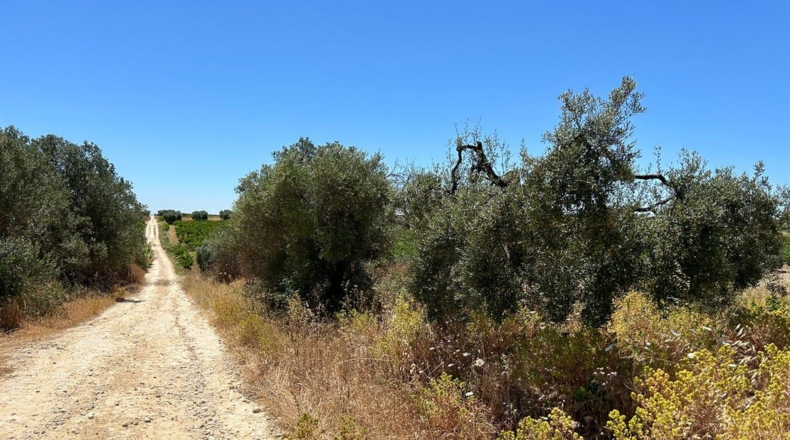 Huelva - Bollullos Par del Condado - 5800m2