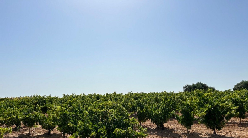 Huelva - Bollullos Par del Condado - 7600m2
