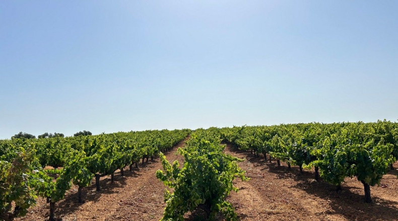Huelva - Bollullos Par del Condado - 7600m2