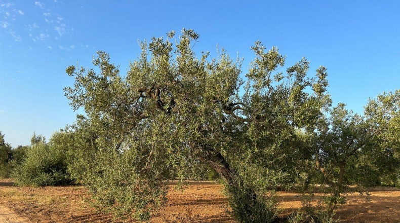 Huelva - Bollullos Par del Condado - 5900m2