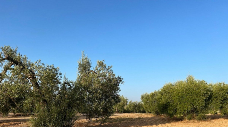 Huelva - Bollullos Par del Condado - 5900m2