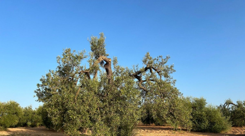 Huelva - Bollullos Par del Condado - 5900m2