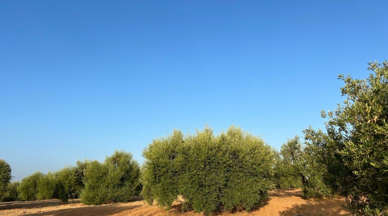 Huelva - Bollullos Par del Condado - 5900m2