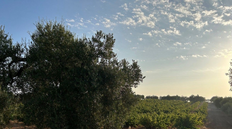 Huelva - Bollullos Par del Condado - 5900m2